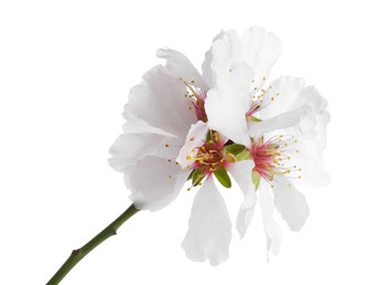 Tree branch with beautiful blossoms isolated on white. Spring season