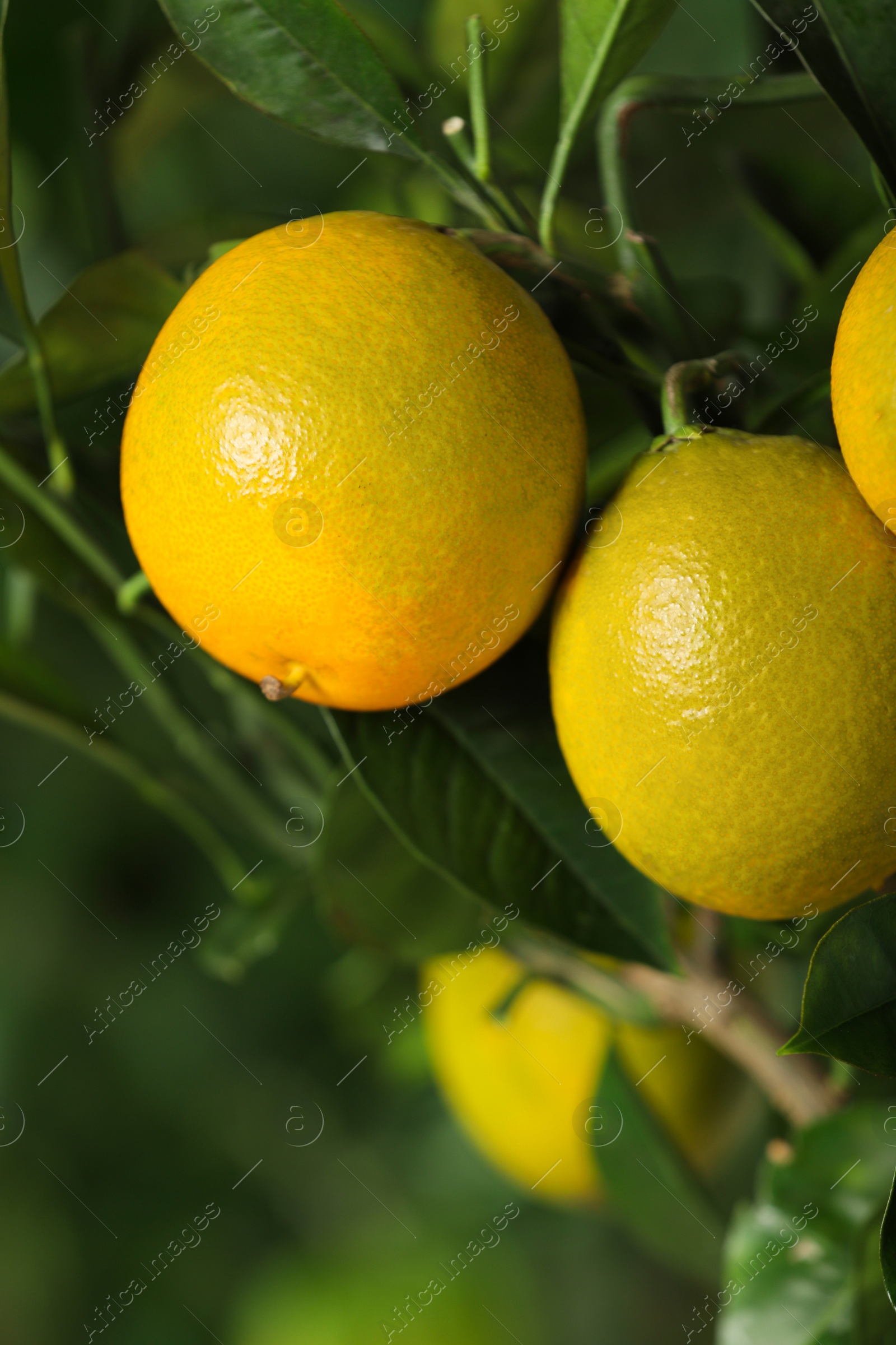 Photo of Closeup view of lemon tree with ripe fruits outdoors