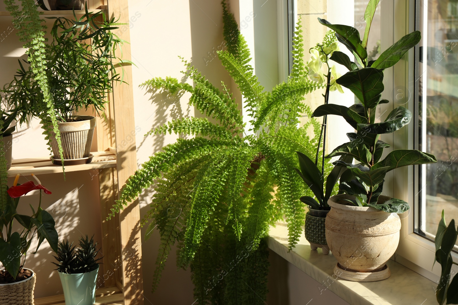 Photo of Beautiful houseplants in pots near window indoors. House decor