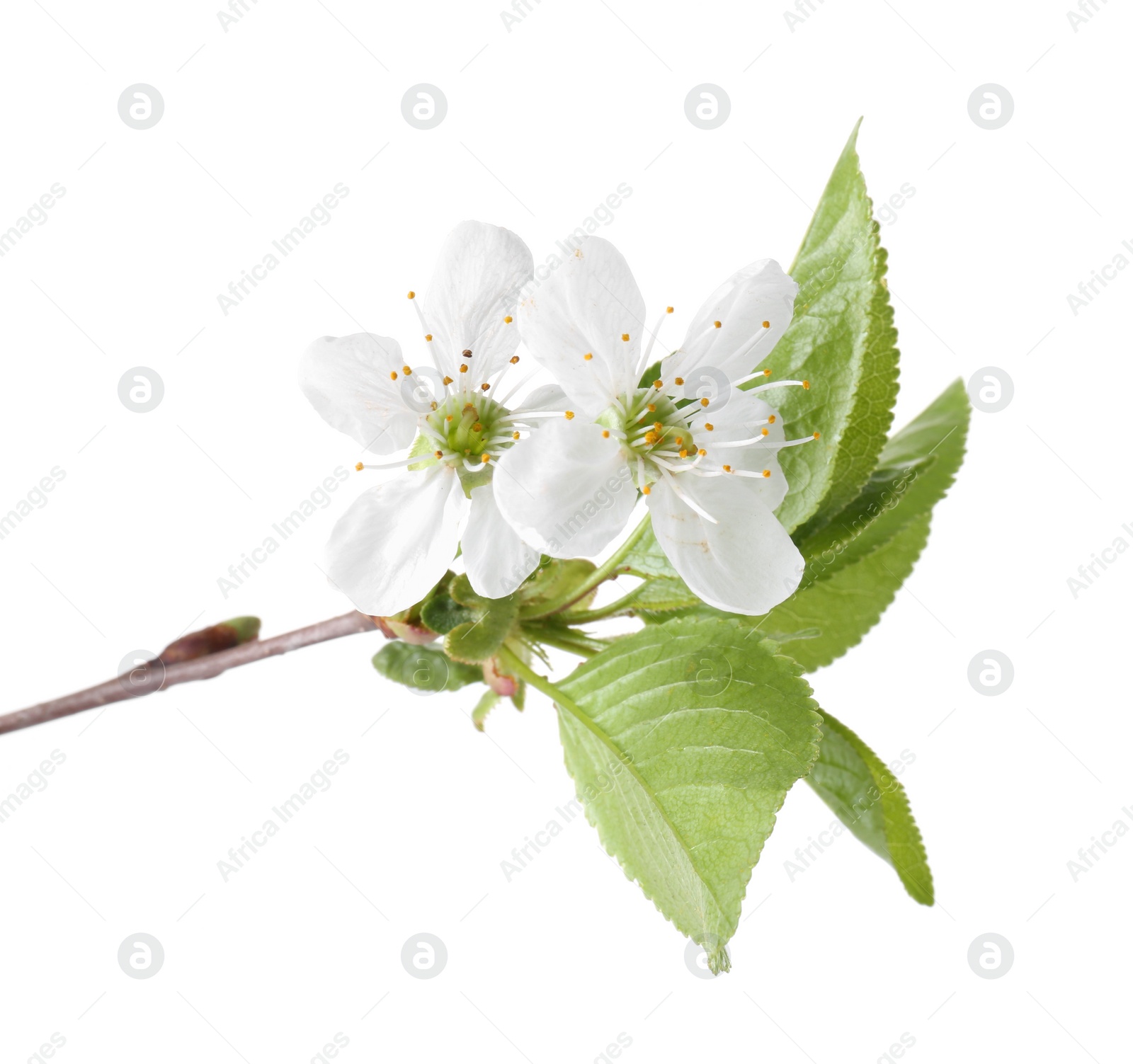 Photo of Spring branch with beautiful blossoms and leaves isolated on white