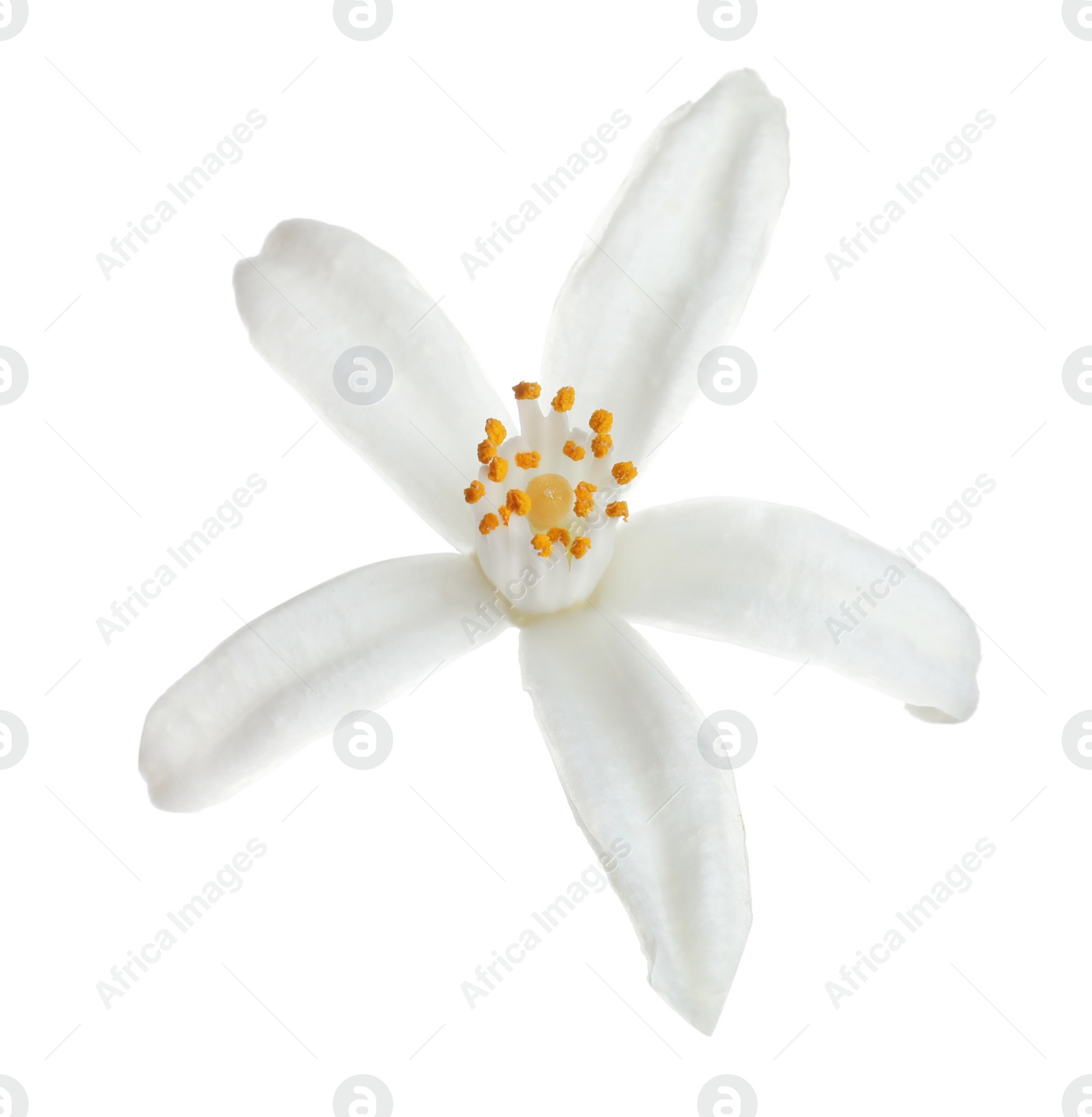 Photo of Beautiful blooming citrus flower on white background