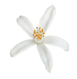 Photo of Beautiful blooming citrus flower on white background