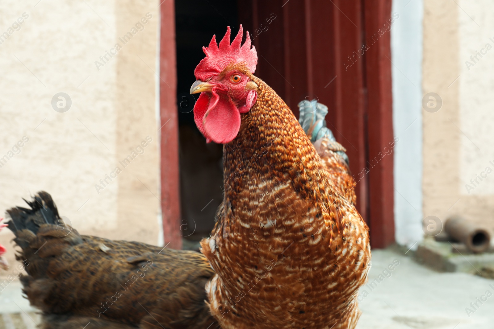 Photo of Big red rooster in yard. Domestic animal