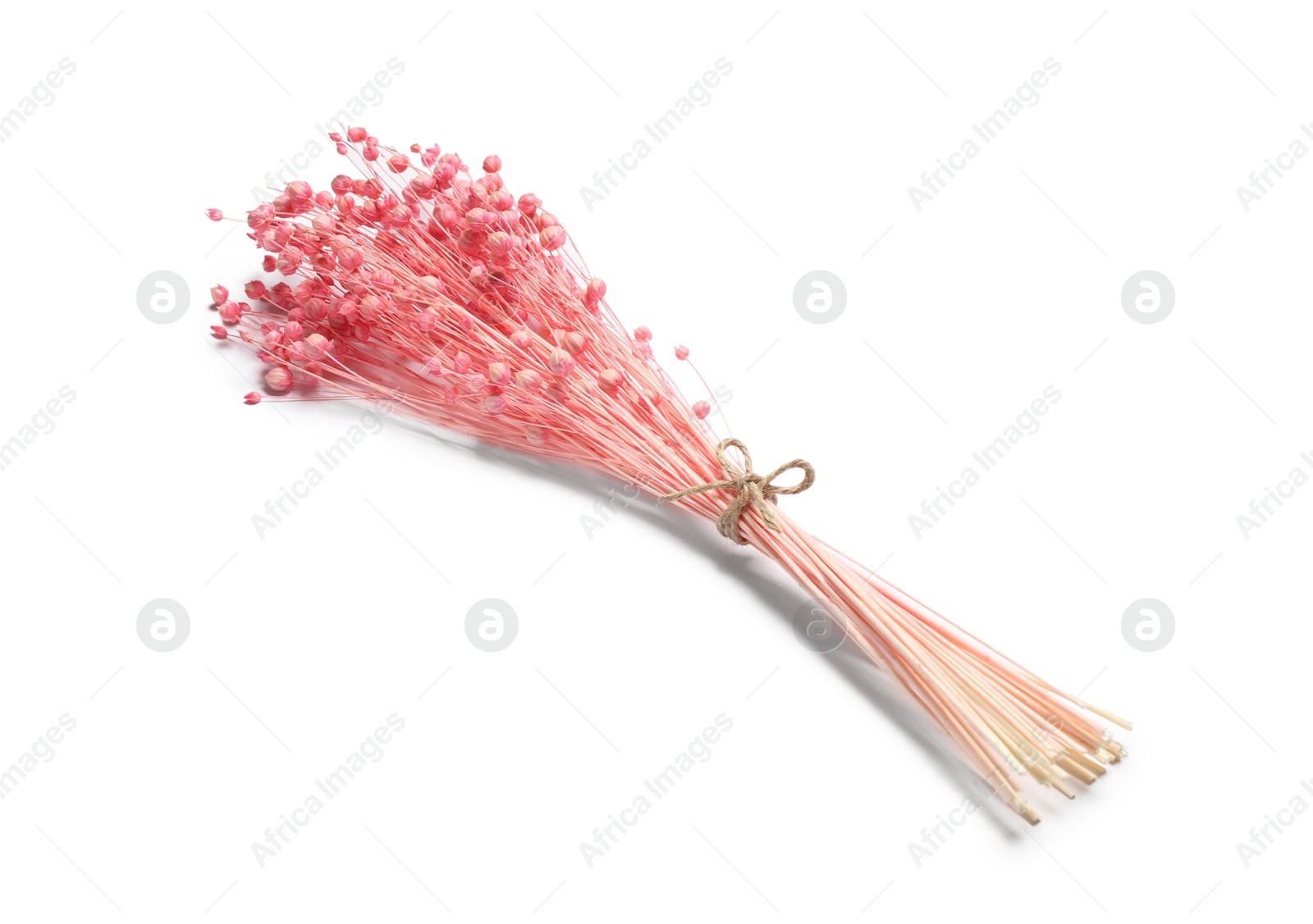 Photo of Bunch of beautiful dried flowers on white background