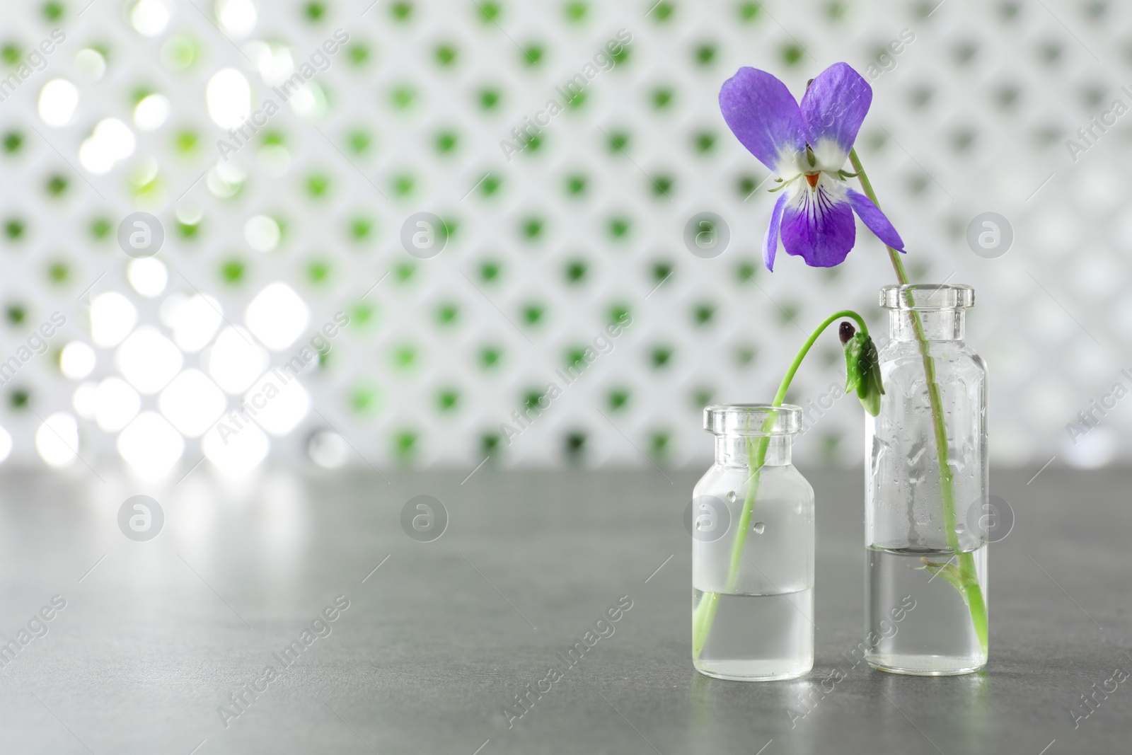 Photo of Beautiful wood violets on grey table, space for text. Spring flowers