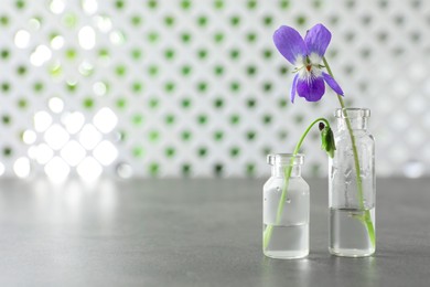 Beautiful wood violets on grey table, space for text. Spring flowers