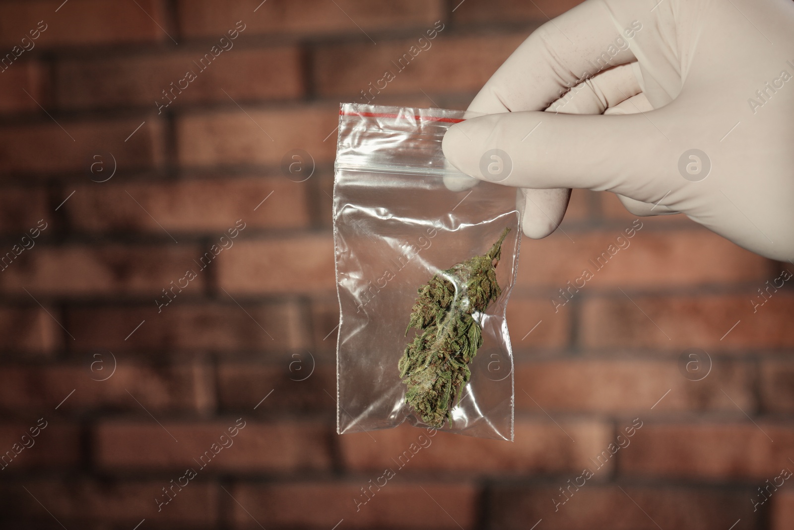 Photo of Police worker holding hemp in plastic bag, closeup. Space for text