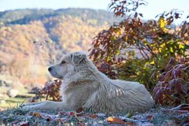 Photo of Adorable dog in mountains on sunny day