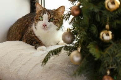 Cute cat and Christmas tree at home. Funny pet