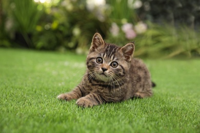 Photo of Cute tabby kitten on green grass outdoors. Baby animal