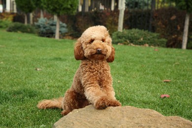 Photo of Cute fluffy dog near stone in park