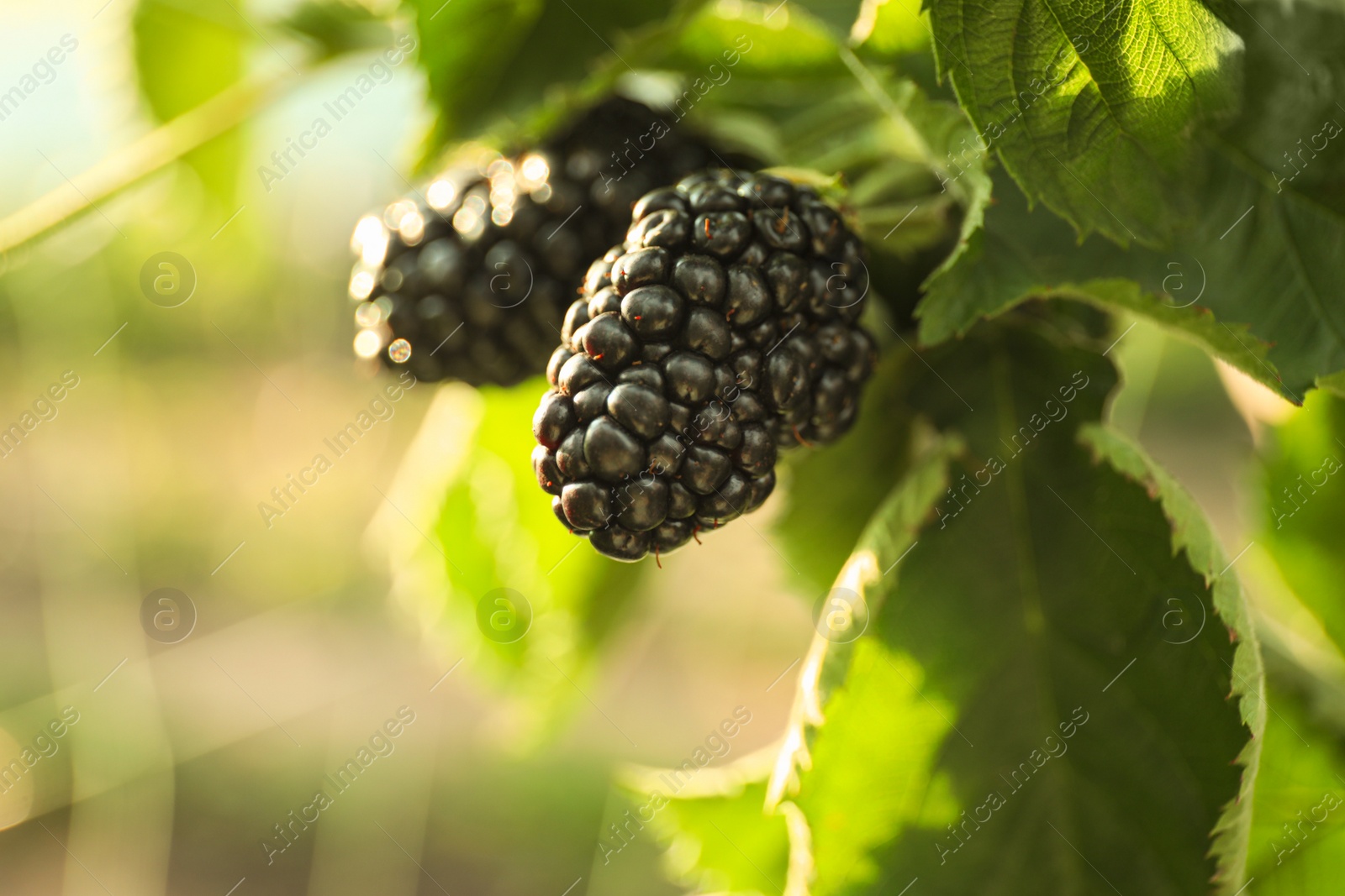 Photo of Blackberry bush with ripe berries in garden, closeup