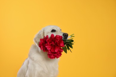 Cute Labrador Retriever with beautiful peony flowers on yellow background, space for text