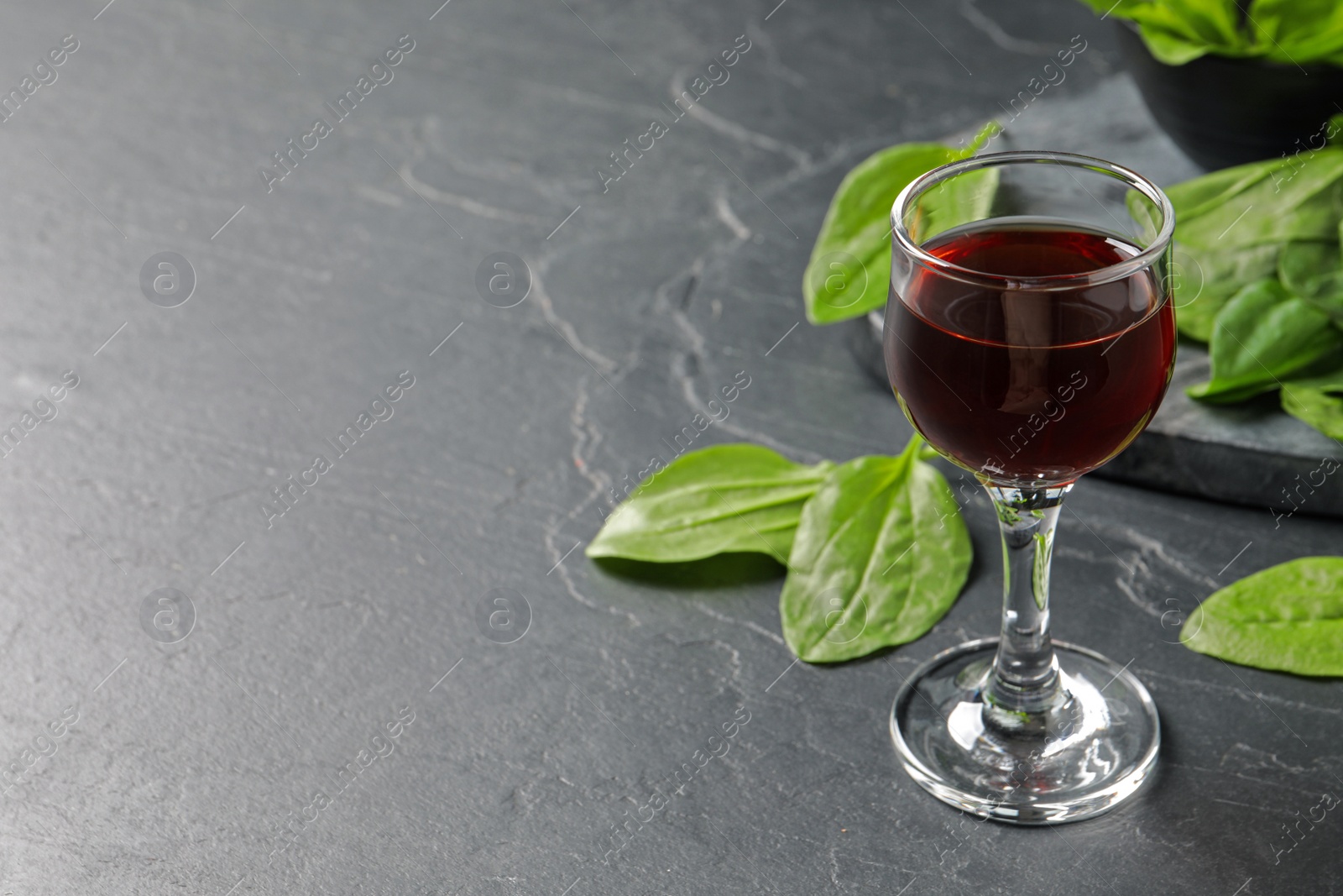 Photo of Broadleaf plantain tincture on grey table, space for text