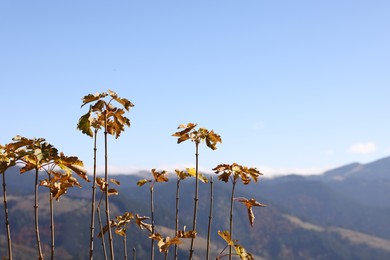 Many young plants with beautiful autumn leaves in mountains on sunny day. Space for text