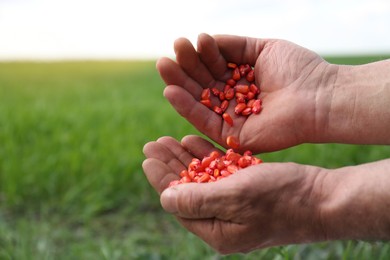Farmer holding pile of corn seeds in field, closeup