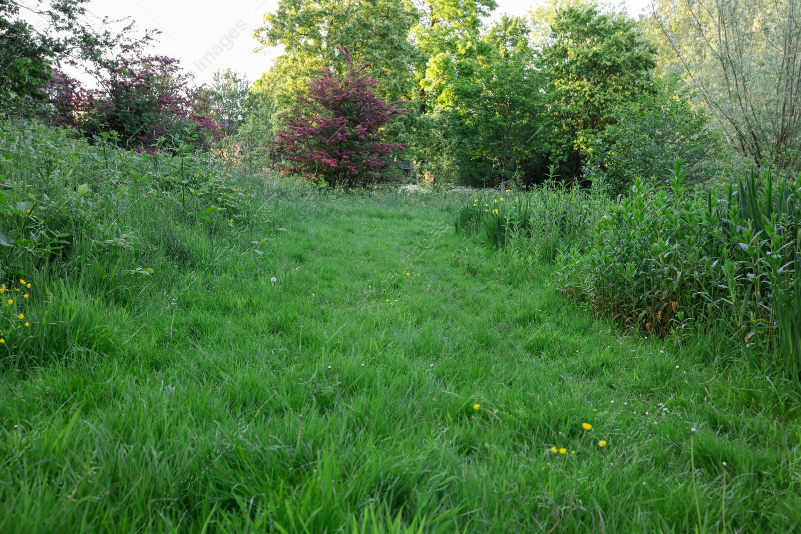 Photo of Beautiful view of green grass and other plants in park