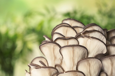 Delicious organic oyster mushrooms on blurred background, closeup. Space for text