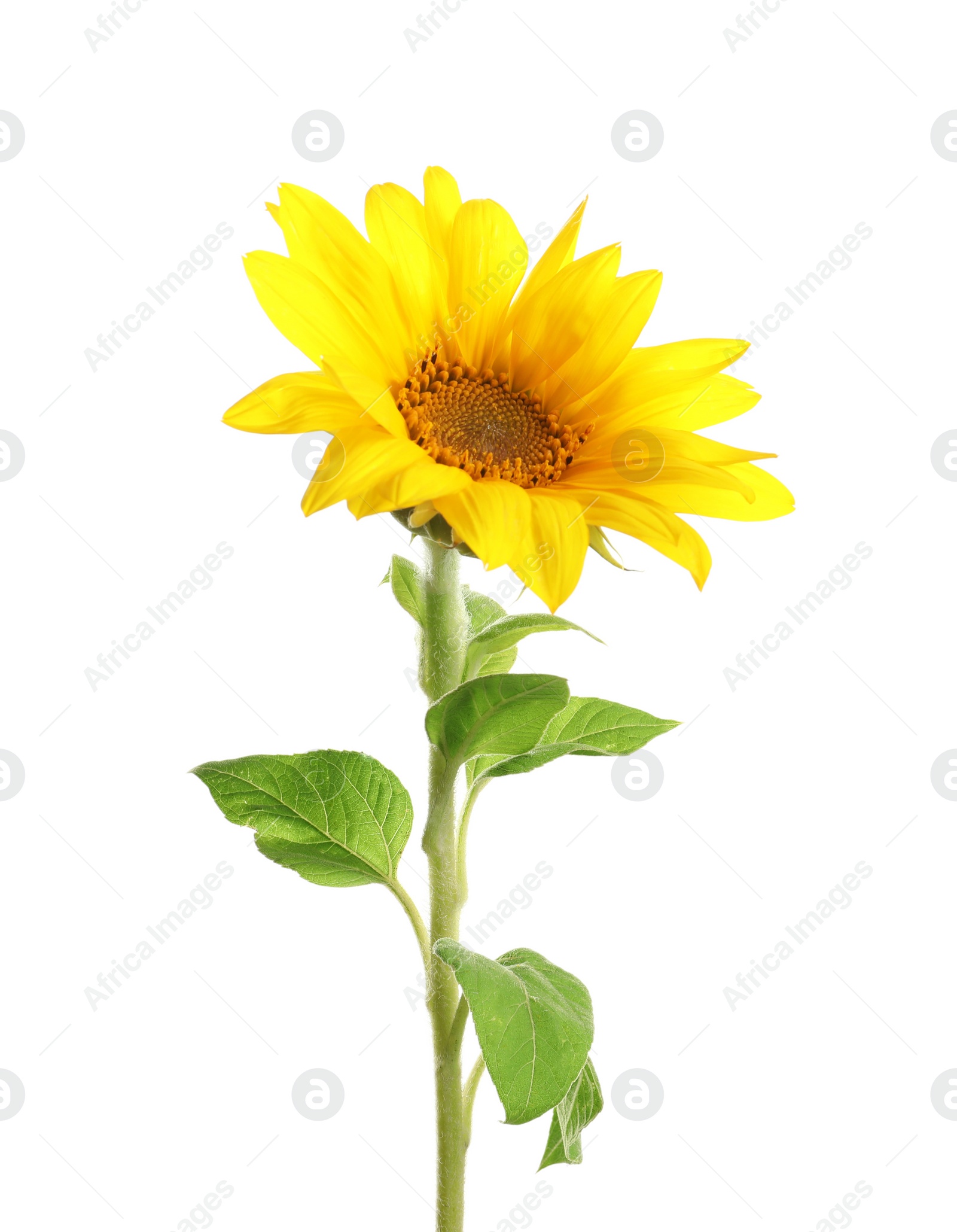 Photo of Beautiful bright yellow sunflower on white background