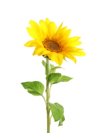 Beautiful bright yellow sunflower on white background