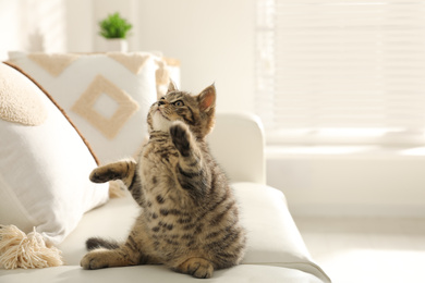 Photo of Cute tabby kitten on sofa indoors, space for text. Baby animal