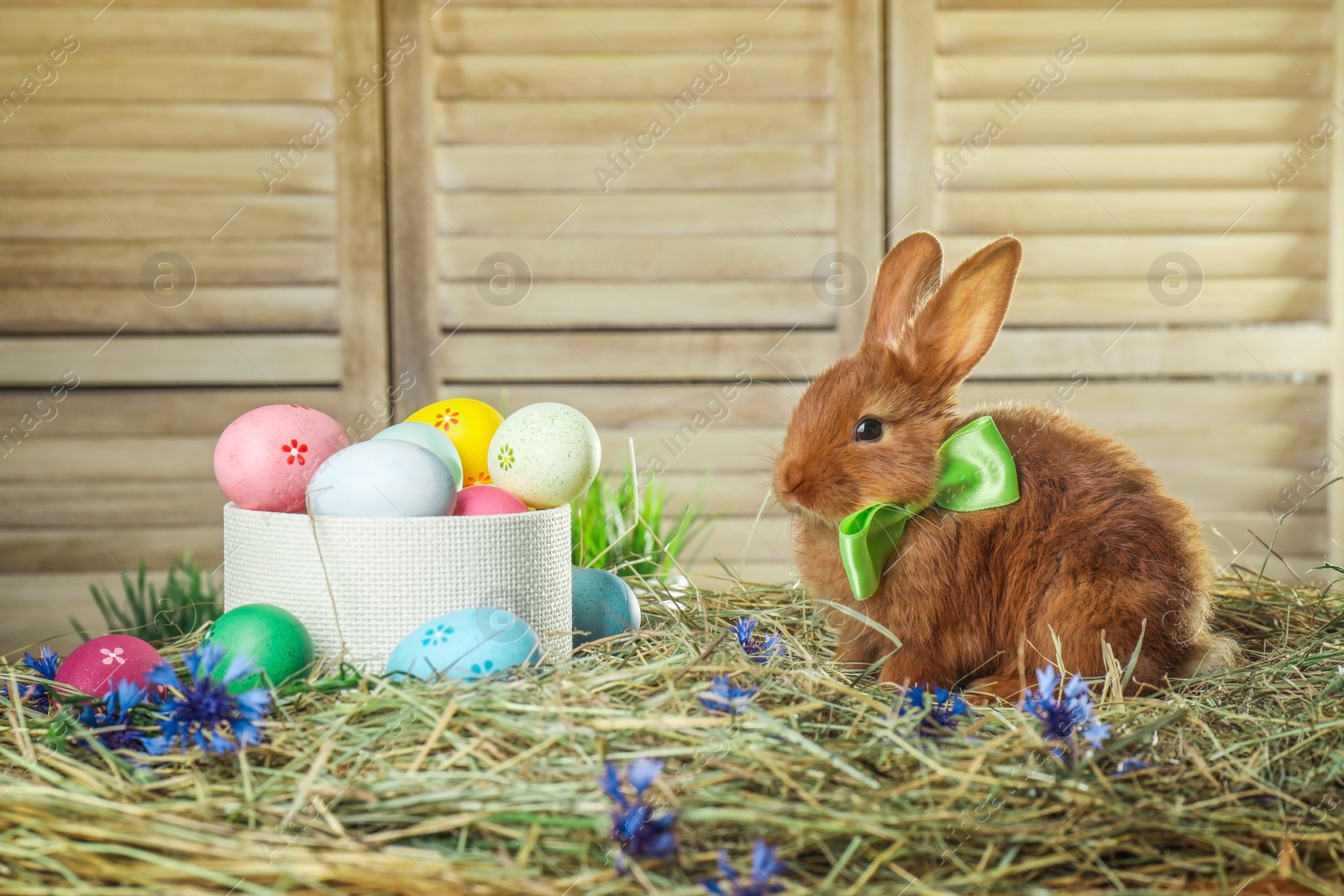 Photo of Adorable Easter bunny and box with dyed eggs on straw