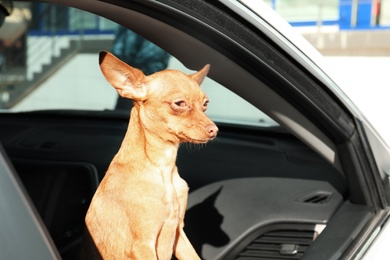 Photo of Cute toy terrier looking out of car window. Domestic dog