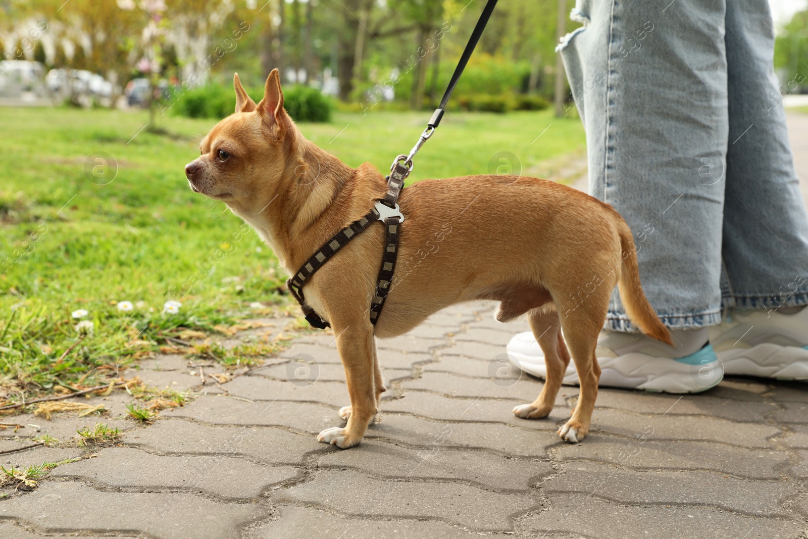 Photo of Owner walking with her chihuahua dog in park, closeup