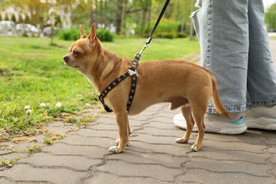 Owner walking with her chihuahua dog in park, closeup