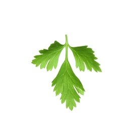 Fresh green organic parsley on white background