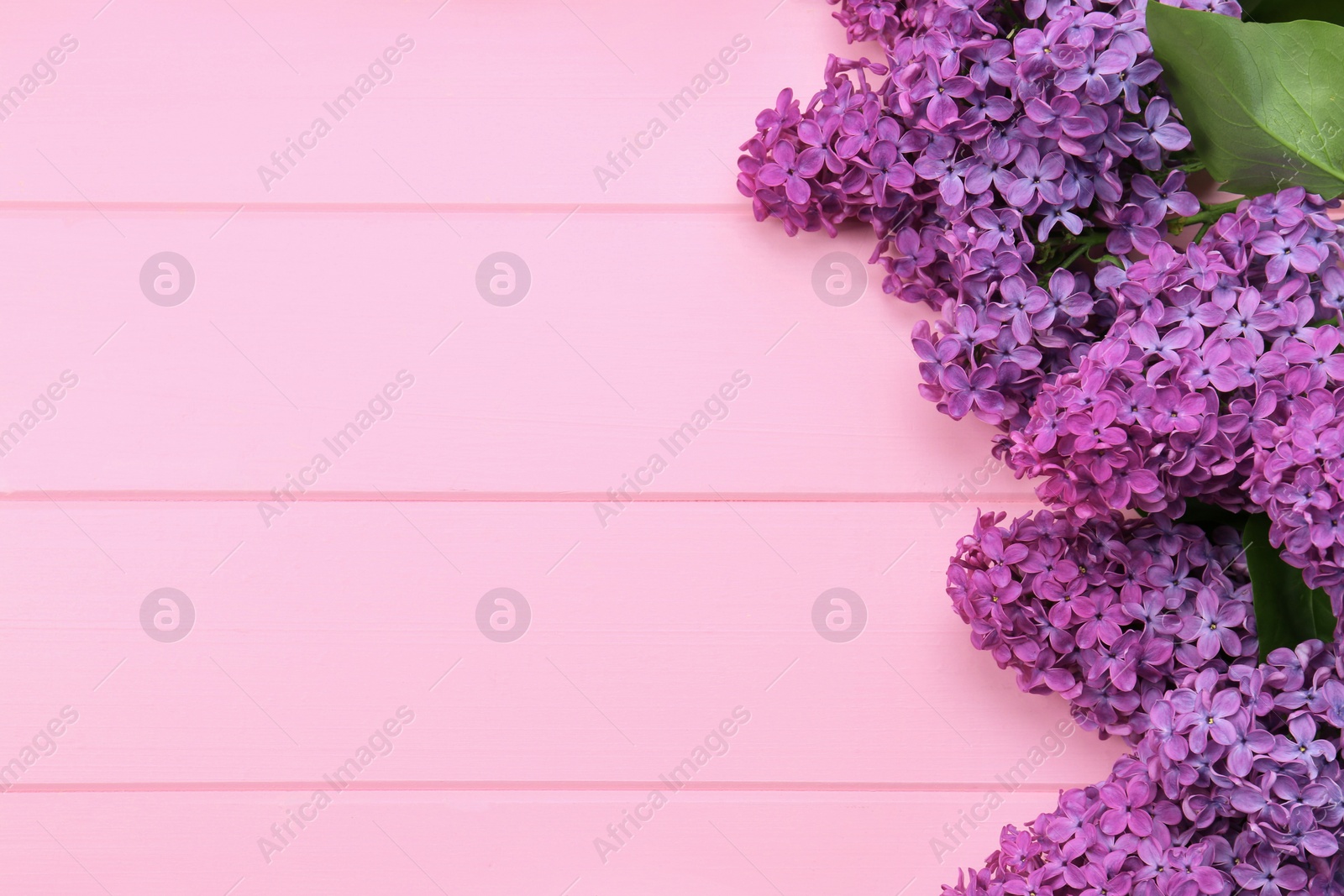 Photo of Beautiful lilac flowers on pink wooden background, top view with space for text