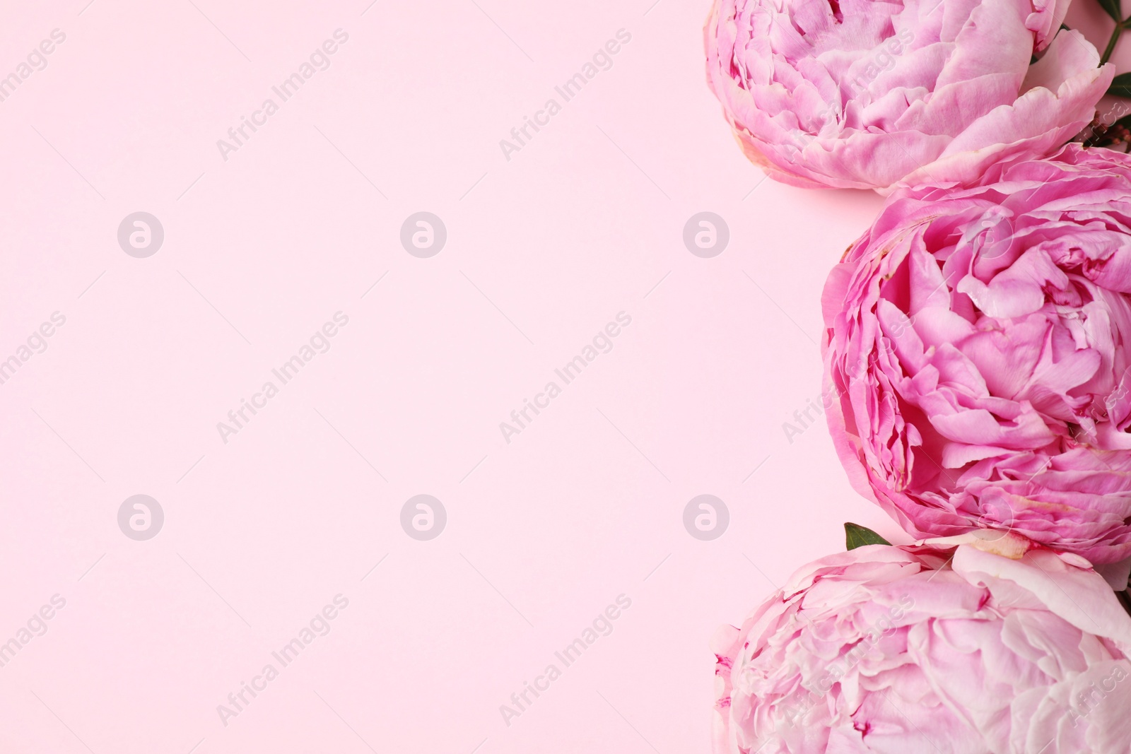 Photo of Flat lay composition with beautiful flowers and space for text on pink background. Floral card design