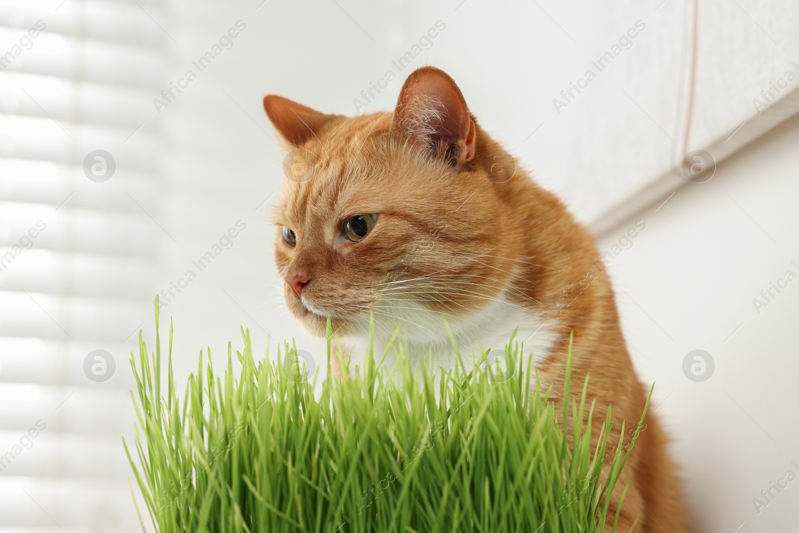 Photo of Cute ginger cat near potted green grass indoors