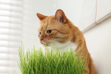 Cute ginger cat near potted green grass indoors