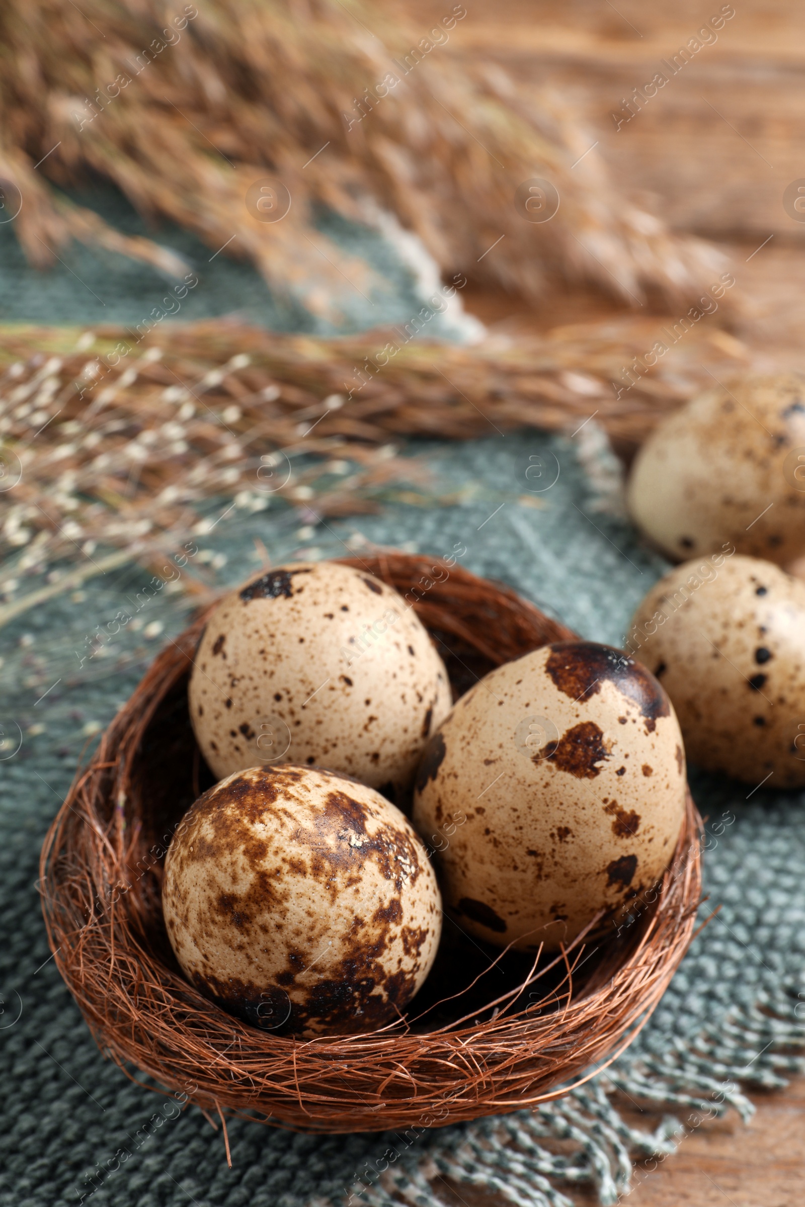 Photo of Nest with quail eggs on table, closeup