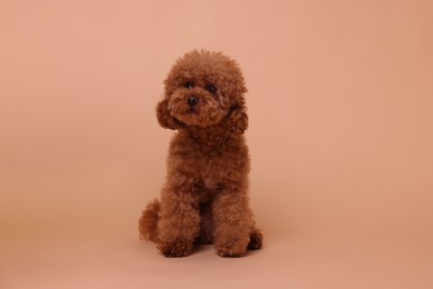 Photo of Cute Maltipoo dog on beige background. Lovely pet