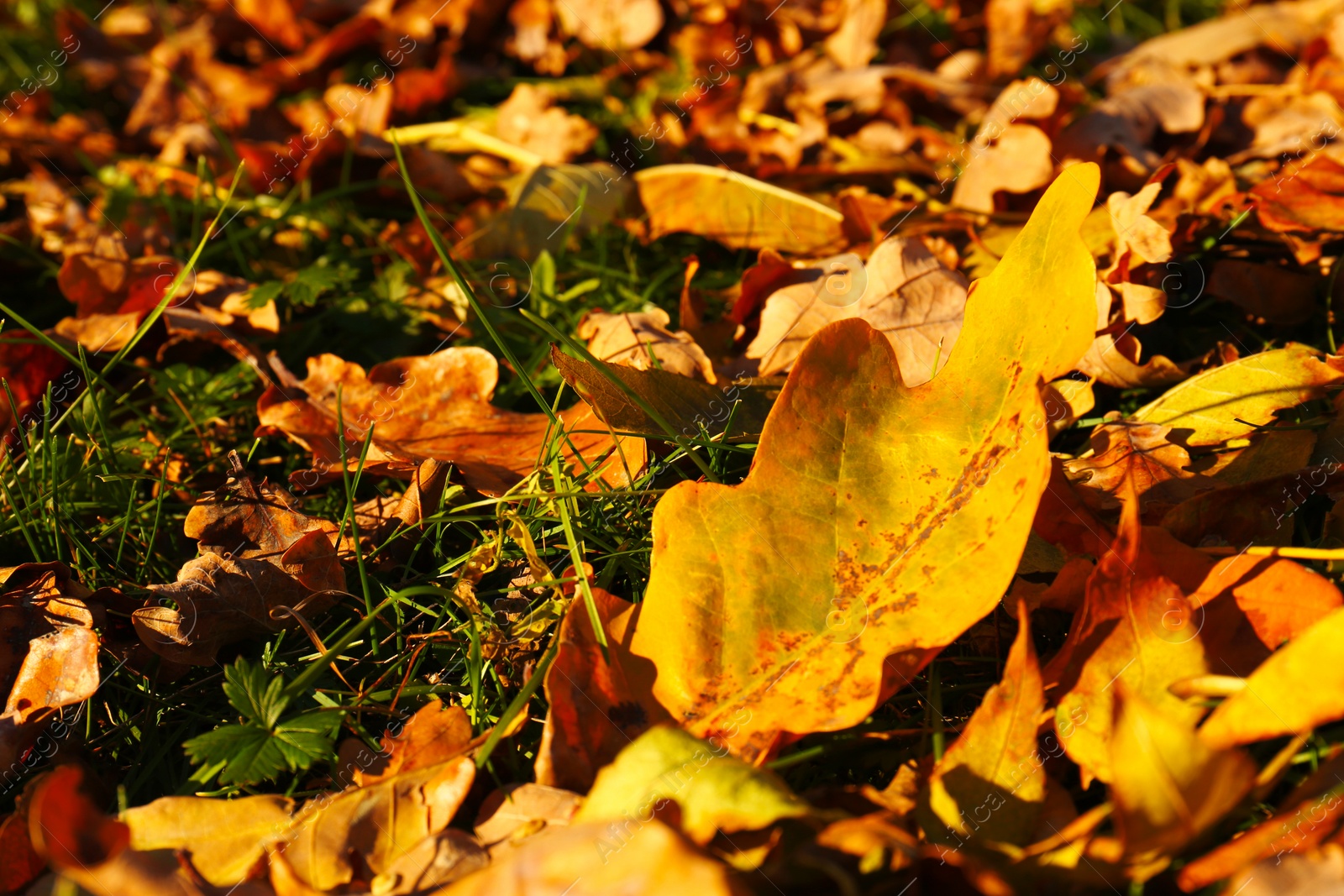 Photo of Beautiful fallen leaves among green grass outdoors on sunny day, closeup