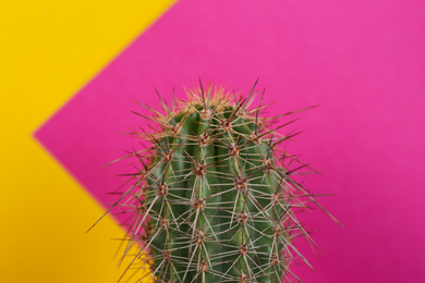 Beautiful cactus plant on color background, closeup
