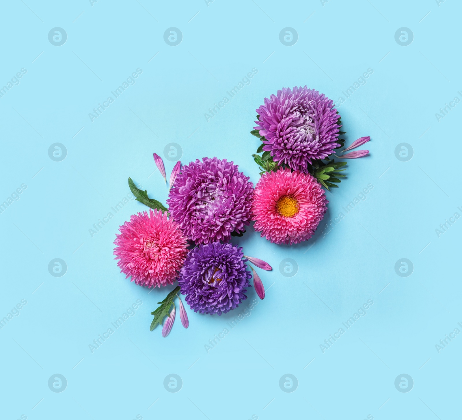 Photo of Beautiful aster flowers on color background, top view