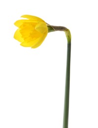 Photo of Beautiful blooming yellow daffodil isolated on white