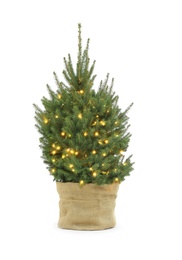 Natural Christmas tree with fairy lights isolated on white