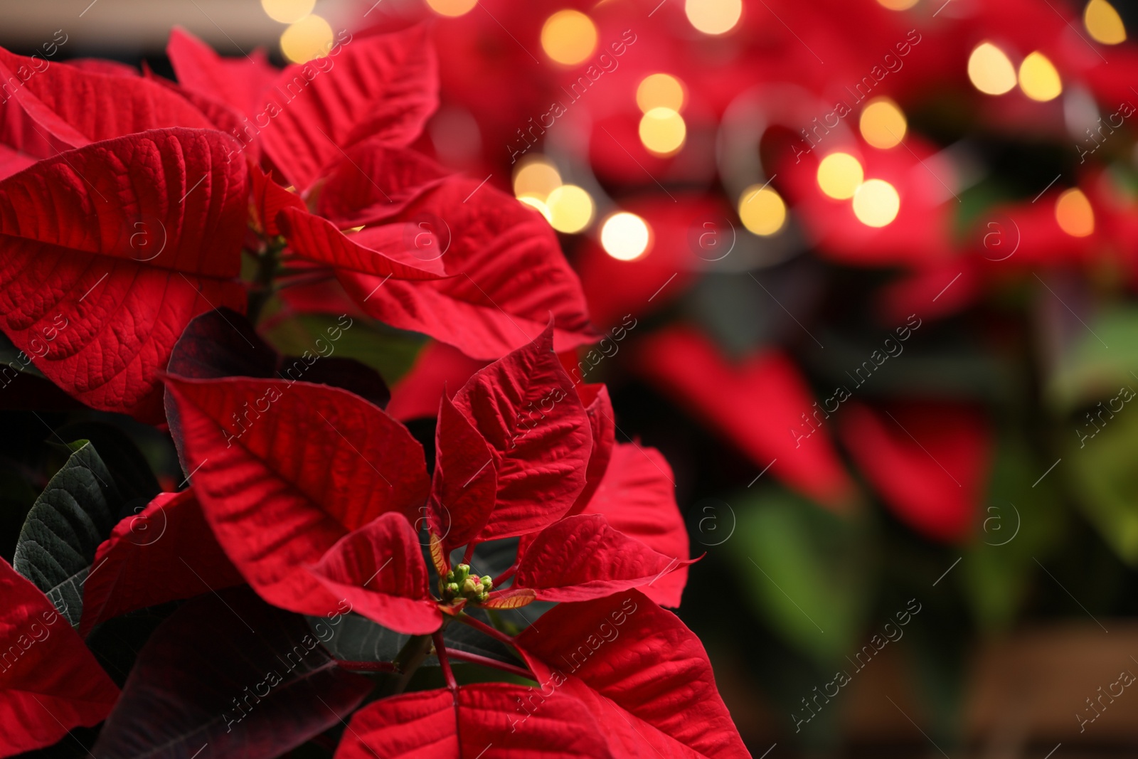 Photo of Red Poinsettia against blurred festive lights, closeup. Christmas traditional flower