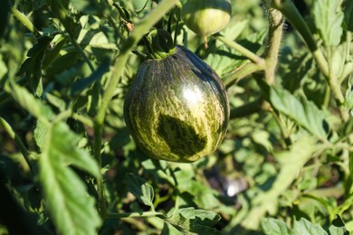 Beautiful green tomato plant growing in garden, closeup