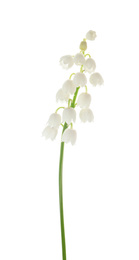 Photo of Beautiful lily of the valley isolated on white