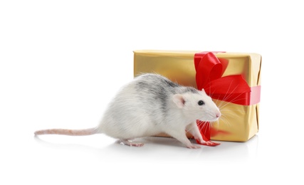 Cute little rat and gift box on white background. Chinese New Year symbol