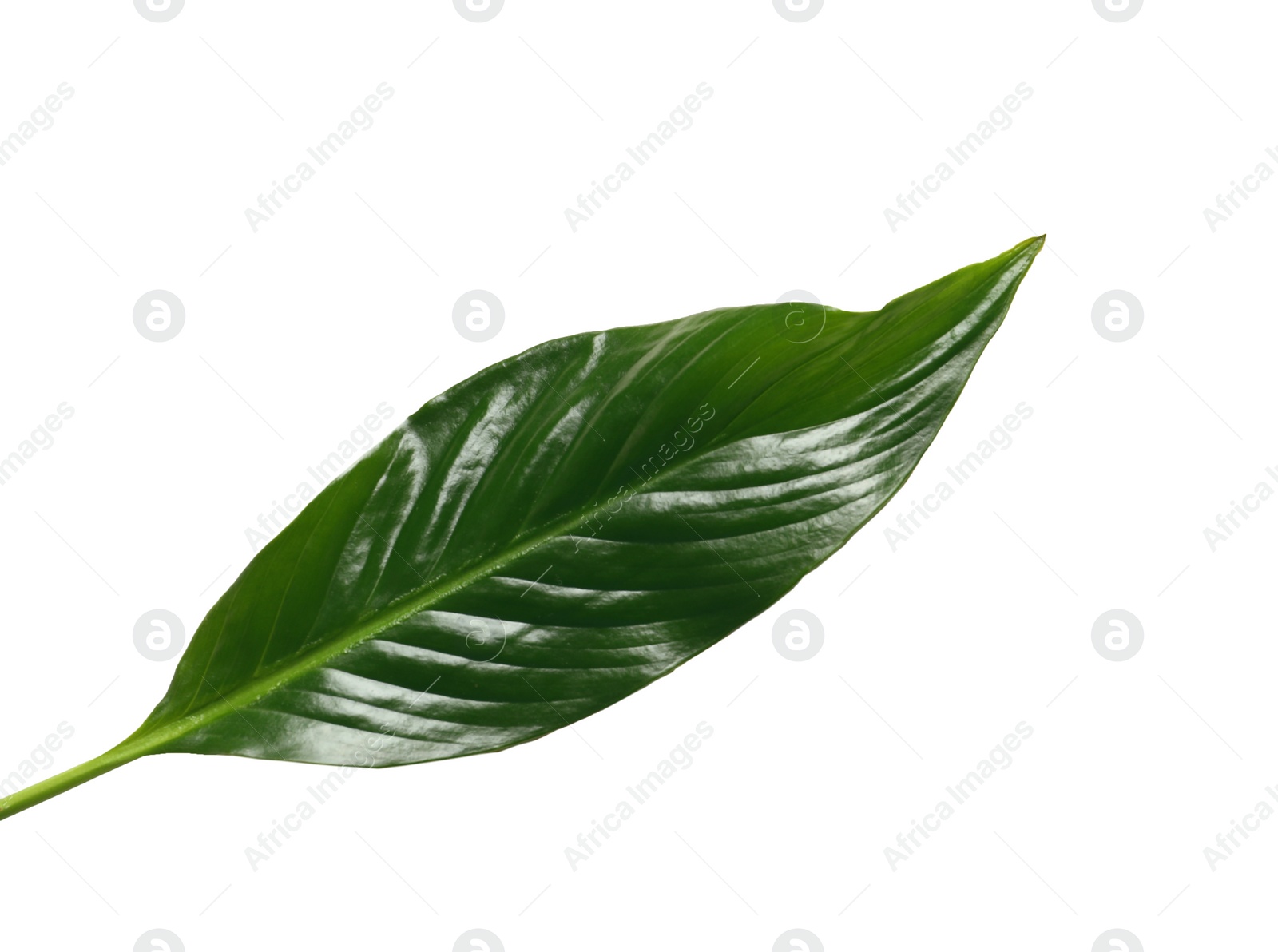 Photo of Beautiful tropical Spathiphyllum leaf on white background