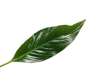 Beautiful tropical Spathiphyllum leaf on white background