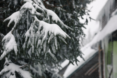 Photo of Fir branches covered with snow near modern cottage, closeup