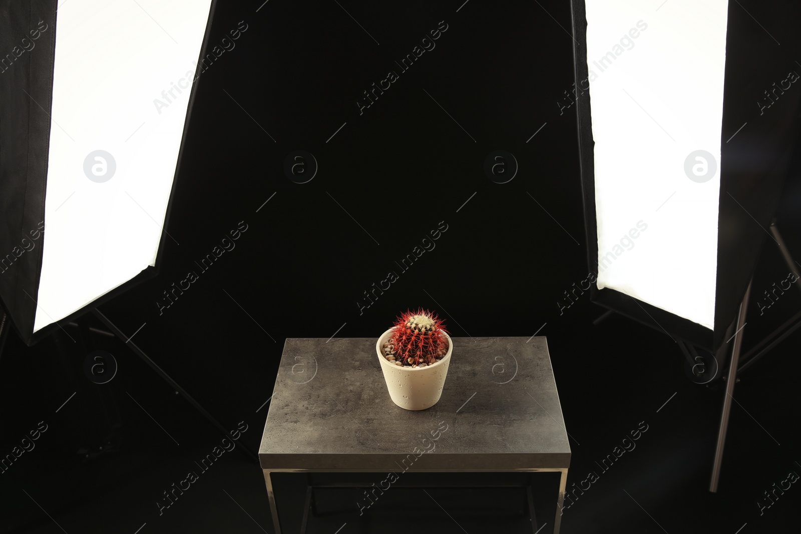 Photo of Interior of modern photo studio with table, cactus and professional lighting equipment