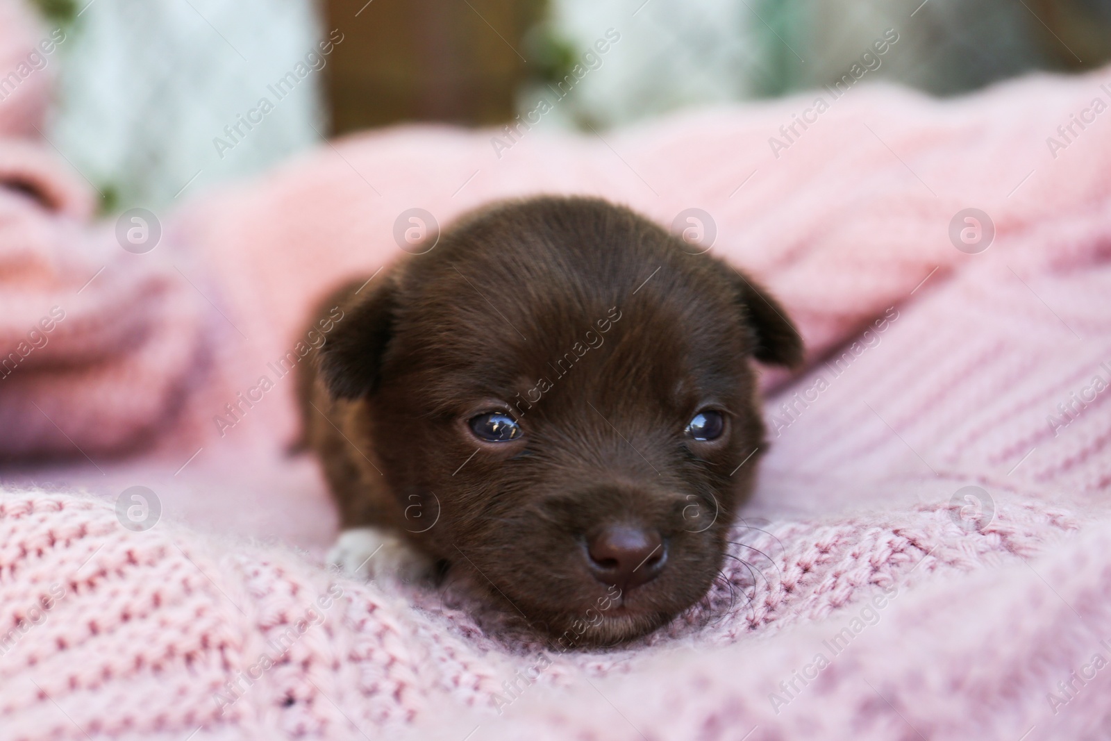 Photo of Cute puppy on pink knitted blanket, closeup